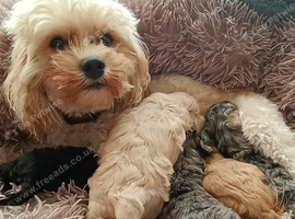 Rare Beautiful F1B cavapoo puppies