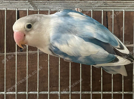 1 nice coloured lovebird