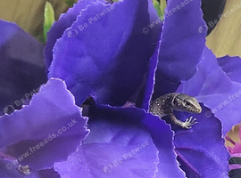 Captive Bred Baby Jewelled Lacertas Available