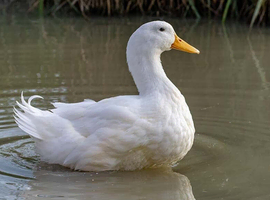 Male  Young Pekin Ducks  for Rehome