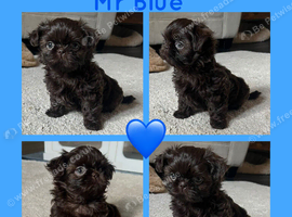 True chocolate imperial Shihtzu puppies