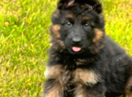 German shepherd