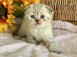 CUTEST SCOTTISH/BSH KITTENS (READY 17TH JULY)