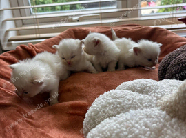 Ragdoll kittens