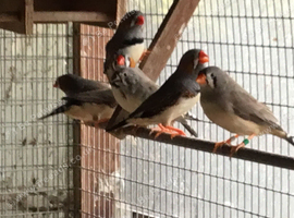 2026 Zebra finch pair for sale.