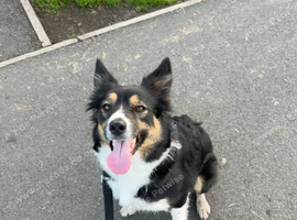 5 year old collie bitch