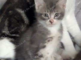Fluffy blue kittens some tabby