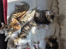 2 female kittens left for sale &pound;50 each.
