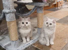 Beautiful Pedigree Chinchilla Persian Kittens.