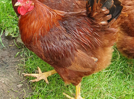 Bootiful pure bred  Rhode Island red Cockerell