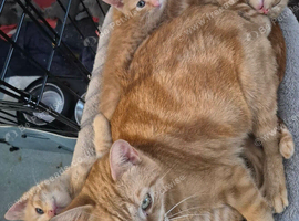 Ginger kittens