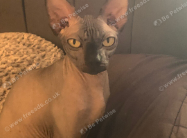 Sphynx kittens