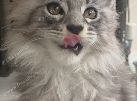 1 tica active girl left polydactyl