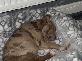 One beautiful playful puppy left Merle