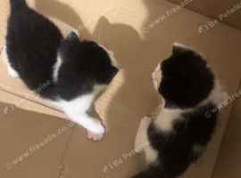 2 kittens for sale- ready 7th November