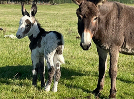 Donkey Mare Emerry And Her gorgeous Foal" Brown Mare Companion Horse