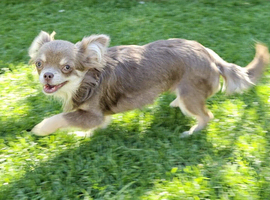 Female Russian long haired chihuahua