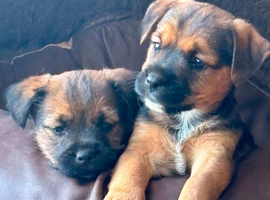 Border x Jack Russell Terrier