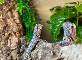 Indonesian Frilled Dragons at Birmingham Reptiles