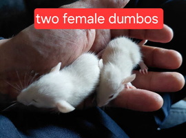 Rat pups