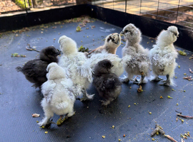 Silkie hatching eggs and day old chicks