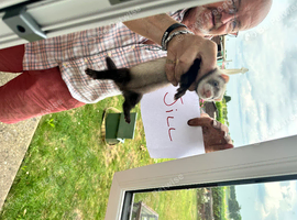 Ferret Kits for sale