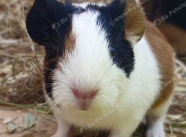 Baby male guinea pig