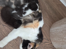 Cute persian kittens  ️