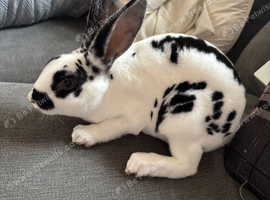 Two  stunning mini Rex sisters