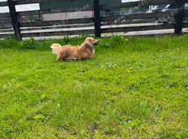 Dachshund girl