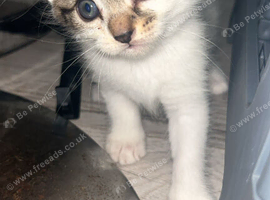 British short and long kittens, Ready to go now