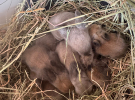 Lion head babies