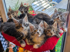 Champion Sired Maine Coon Kittens TICA Registered