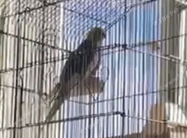 Semi tamed cockatiel singing