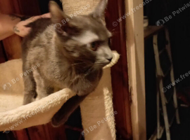 Female kitten Russian blue