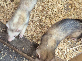Jill ferrets for new homes