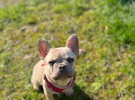 For sale - 10 month old frenchie