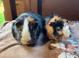 Baby Guinea Pigs