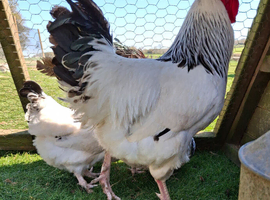 X6 Light Sussex hatching eggs