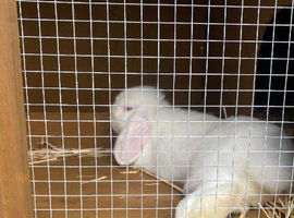 Mini lop looking for a loving home