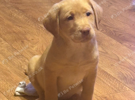 Beautiful KC registered farm bred Labrador's