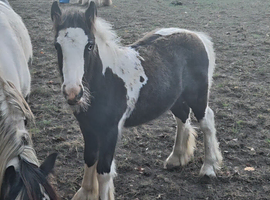 Stunning show type Traditional Gypsy cob