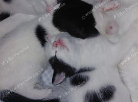 3 female kittens