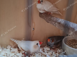 3 Male zebra finches