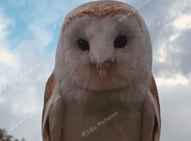 Barn owl