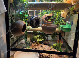 2 whites tree frogs