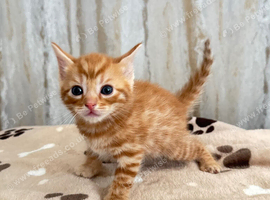 Bengal& tobby mix kittens