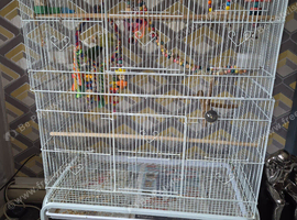 Pair of Lovebirds