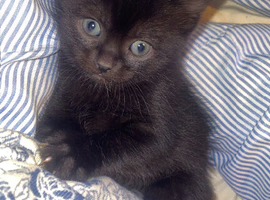 Kittens for sale