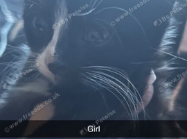 Kitten ready for homes